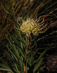 Leucospermum lineare