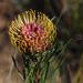 Needleleaf Pincushion - Photo (c) Tony Rebelo, some rights reserved (CC BY-SA), uploaded by Tony Rebelo