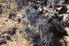 Euphorbia ferox