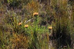 Leucospermum lineare