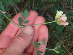 Acmispon grandiflorus