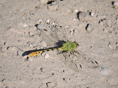Erpetogomphus crotalinus