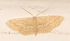 Scopula lactaria