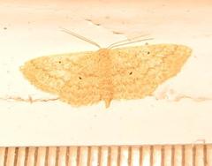 Scopula lactaria