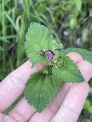 Florestina platyphylla