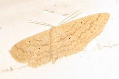 Scopula lactaria