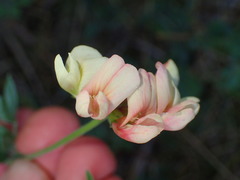 Acmispon grandiflorus