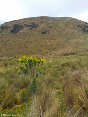 Monticalia arbutifolia