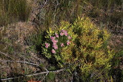 Serruria rosea
