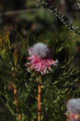 Serruria rosea