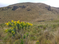 Monticalia arbutifolia