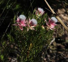 Serruria rosea