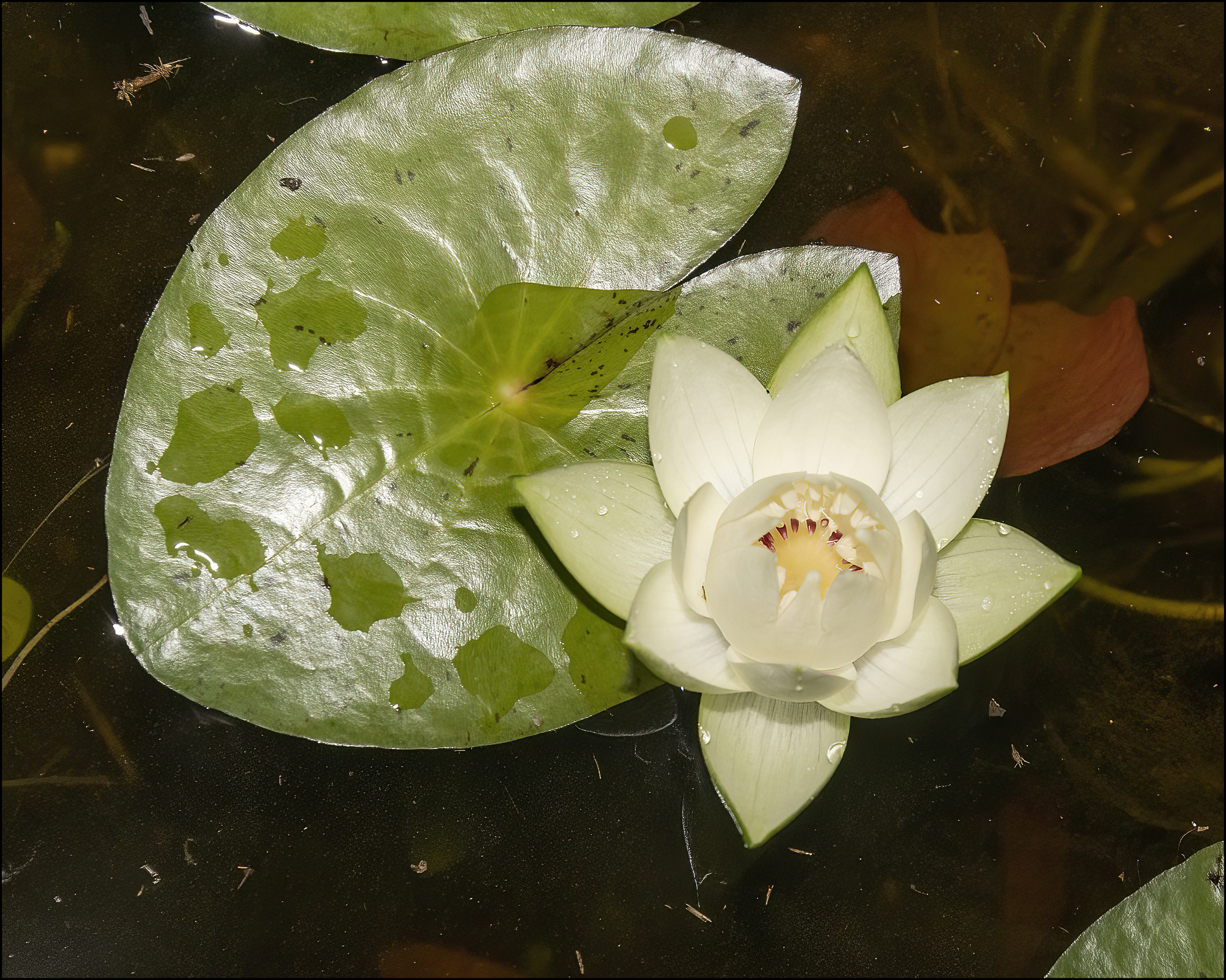 Nymphaea jamesoniana