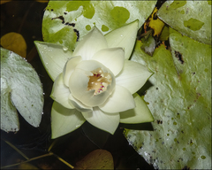 Nymphaea jamesoniana image