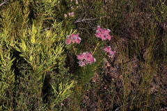 Serruria rosea