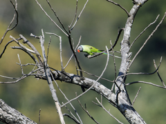 Grey-Headed Parakeet photo 4