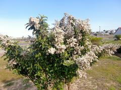 Tarchonanthus littoralis
