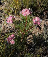 Serruria rosea