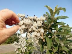 Tarchonanthus littoralis