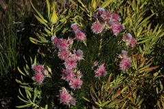 Serruria rosea