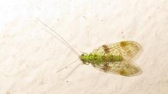 Glenochrysa principissa