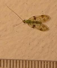 Glenochrysa principissa
