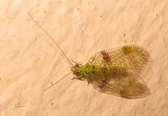 Glenochrysa principissa