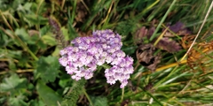 Achillea roseo-alba
