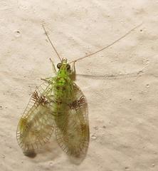 Glenochrysa principissa