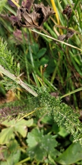 Achillea roseo-alba