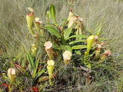 Nepenthes madagascariensis