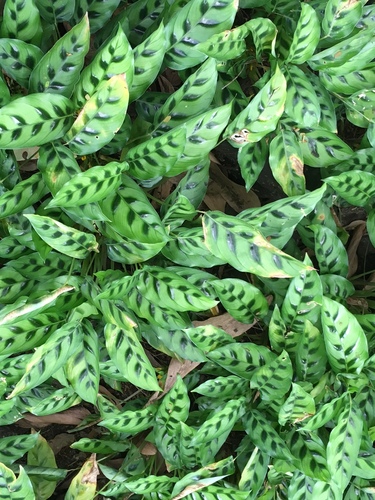 Elegant Calathea (Goeppertia concinna)