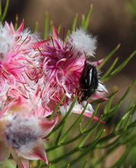 Serruria rosea