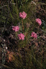 Serruria rosea