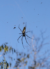 Trichonephila inaurata madagascariensis
