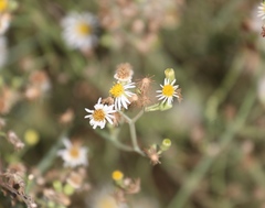 Chloracantha spinosa spinosa