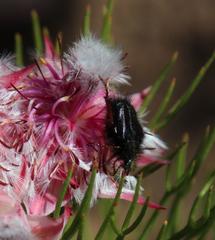 Serruria rosea