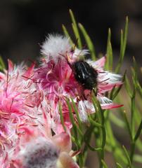 Serruria rosea