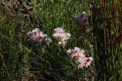 Serruria rosea