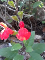 Salvia blepharophylla, photograph (c) Alejandro Gómez Maya, some rights reserved (CC BY)