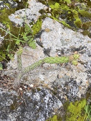 Opuntia pubescens