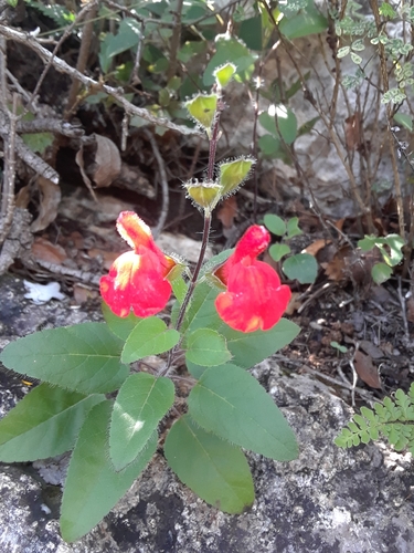 Salvia blepharophylla, photograph 4