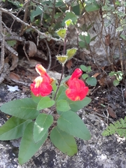 Salvia blepharophylla, photograph (c) Alejandro Gómez Maya, some rights reserved (CC BY)