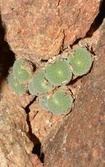 Conophytum ernstii ernstii