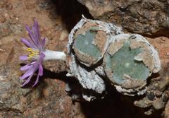 Conophytum ernstii ernstii