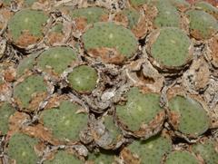 Conophytum ernstii ernstii