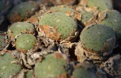 Conophytum ernstii ernstii