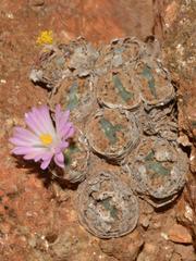 Conophytum ernstii ernstii