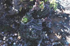 Crassula tomentosa