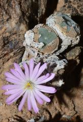 Conophytum ernstii ernstii